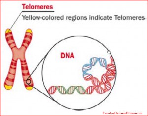 telomeres1