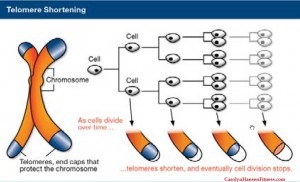 telomeres2